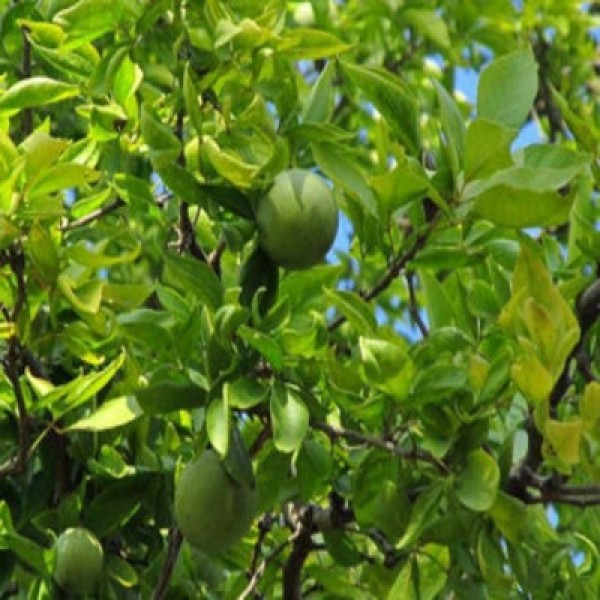 Aegle Marmelos, Bel Tree, Bilva Patra ( 1 Kg ) - Seeds